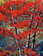 Image result for Birch Tree Leaves Images