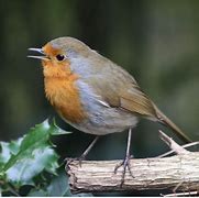 Image result for Robin Singing