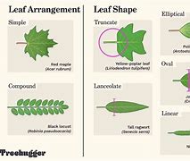 Image result for Leaf Arrangement of Grass