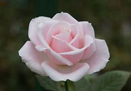 Image result for Baby Rose Flower