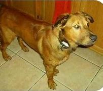 Image result for Rhodesian Ridgeback Golden Retriever Mix