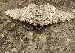 Image result for Peppered Moth Origins