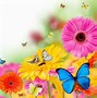 Image result for Bright Colored Flowers