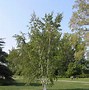 Image result for Paper Birch Leaves