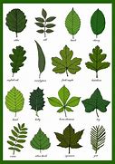 Image result for Leaves Names and Pictures for Kids