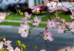 Image result for Dogwood Tree Silhouette