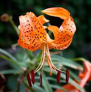 Image result for Purple Tiger Lily Flower