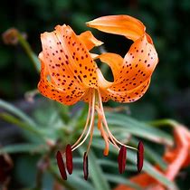 Image result for Tiger Lily Flower Parts