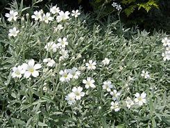 Image result for Shade Tolerant Ground Cover Plants