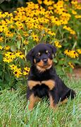 Image result for Rottweiler