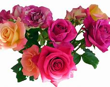 Image result for Free Clip Art Flowers Roses