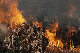 Image result for Pile of Leaves Catch On Fire