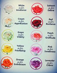 Image result for Flower Meanings Yellow Roses