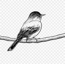 Image result for White Bird Drawing