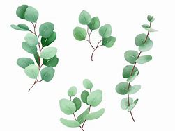 Image result for Eucalyptus Leaves Clip Art