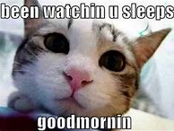 Image result for animals with funny captions