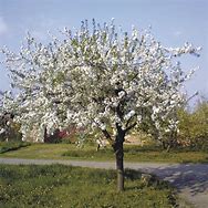 Image result for Black Cherry Tree Blooms