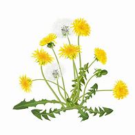 Image result for Dandelion Vector