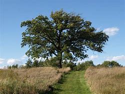 Image result for Bur Oak Fruit