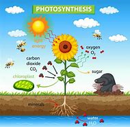 Image result for Flower Photosynthesis