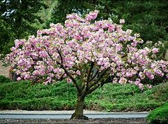 Image result for Red Cherry Blossom Tree