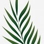 Image result for Simple Palm Leaf Drawing X