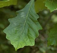 Image result for Swamp White Oak Leaf Identification