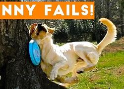 Image result for Animal Epic Fails