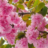 Image result for Cherry Blossom Tree Bark