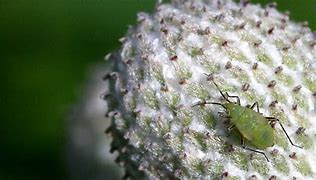 Image result for Soybean Aphid