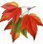 Image result for Fall Leaf Shapes Printable