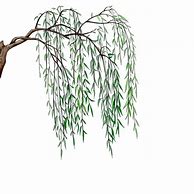 Image result for Willow Tree Branch Illustration