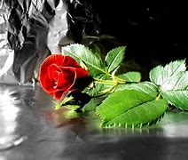 Image result for Rose 3D HD