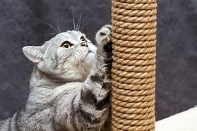 Image result for Most Popular Cat Scratching