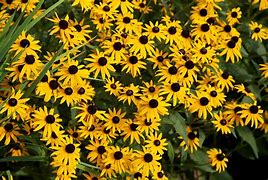 Image result for Black Eyed Susan with Red Roses