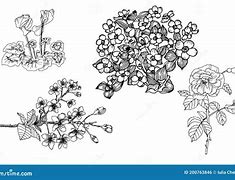 Image result for Coloring Page of Branch