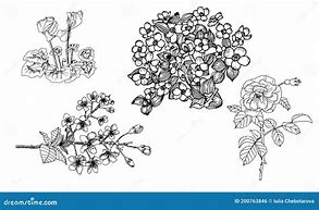 Image result for Coloring Page of Branch