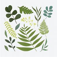 Image result for Organiv Leaves Vector Free