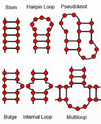 Image result for Secondary Structure of RNA