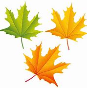 Image result for Autumn Leaf Clip Art