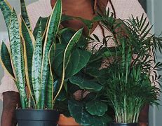 Image result for Pics of House Plants