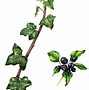 Image result for Vine Leaves Drawing