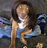 Image result for Funny Dogs with Wigs