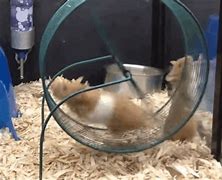 Image result for Hamster Staring FaceTime Meme