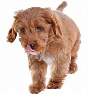 Image result for Cockapoo Spaniel