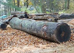 Image result for Oak Tree Log