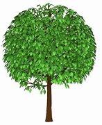 Image result for Tree Overlay for Presintation