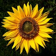 Image result for Sunflower Wedding Decorations