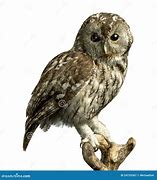 Image result for Owl Perch