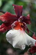 Image result for maroon orchid